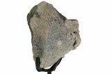 Fossil Theropod Vertebra Section w/ Metal Stand - Colorado #383254-2